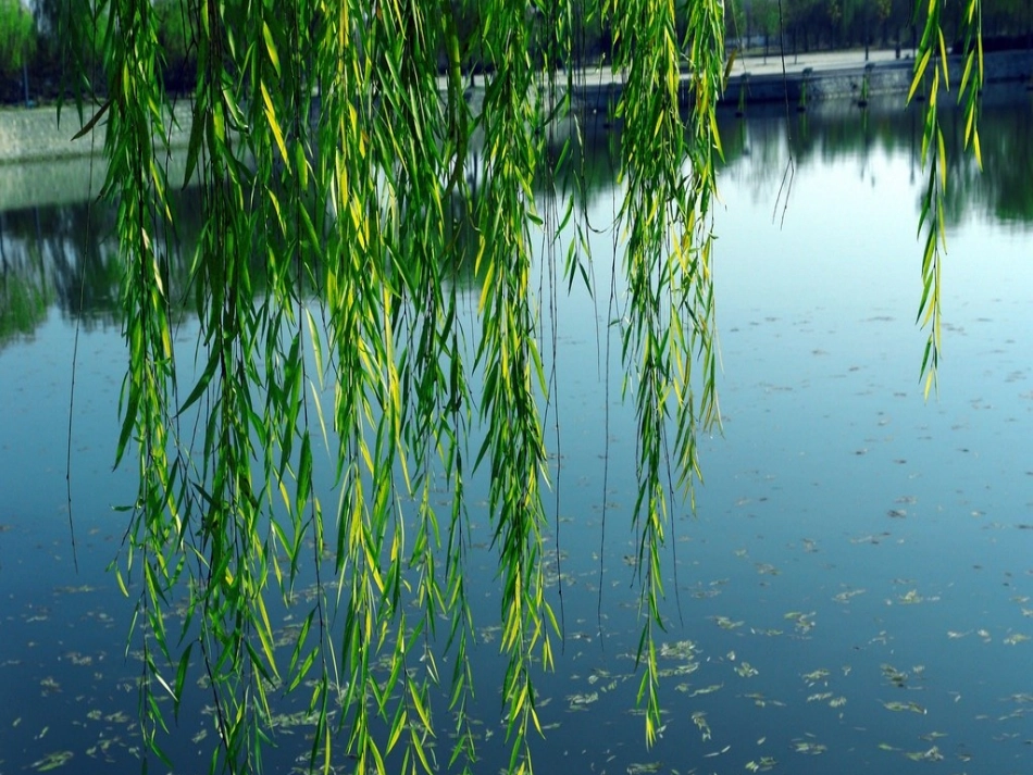 《左公柳》语文S版_第2页