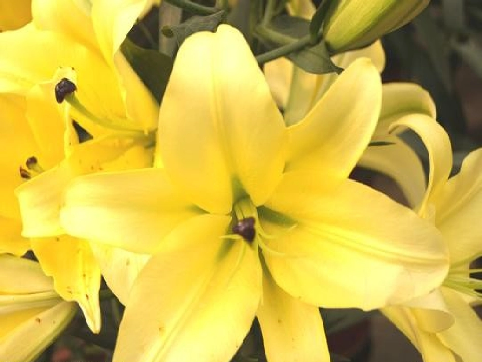 Lesson-20-Yellow-Blue-课件3_第2页