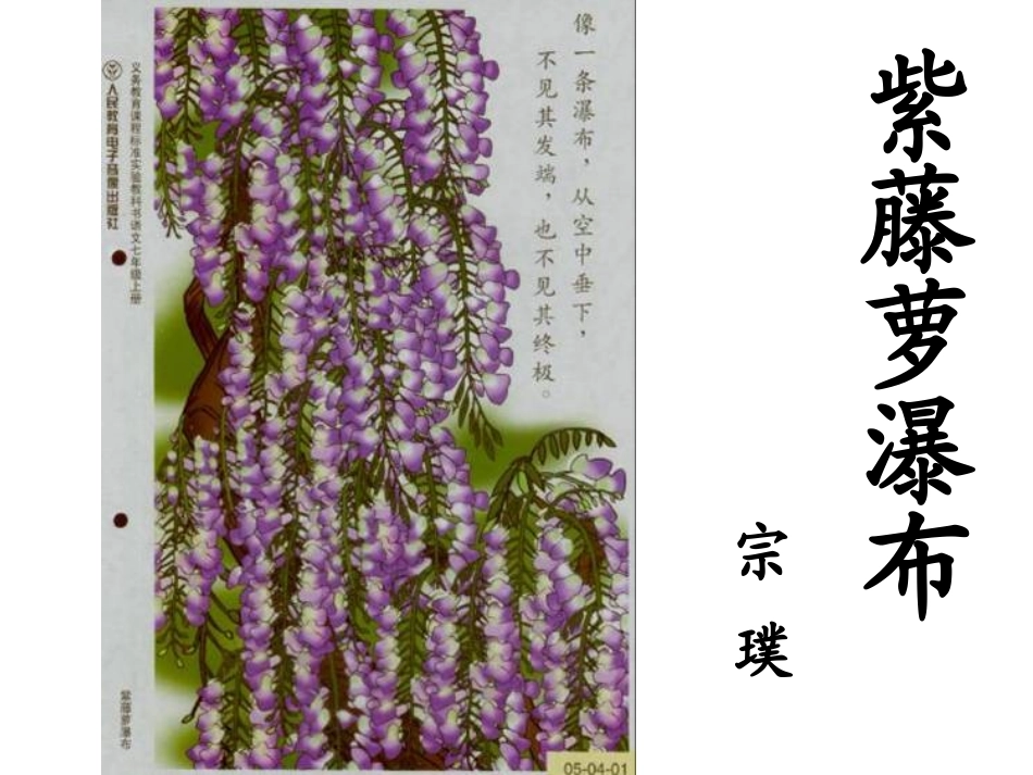 紫藤萝瀑布正式_第1页
