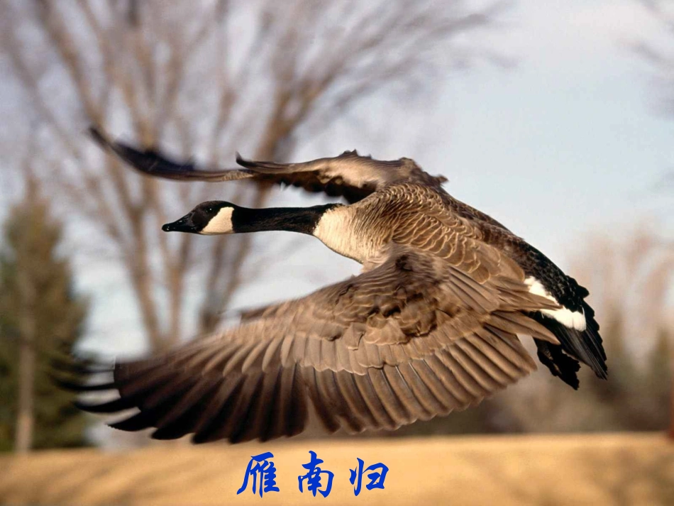 14大雁归来_第1页
