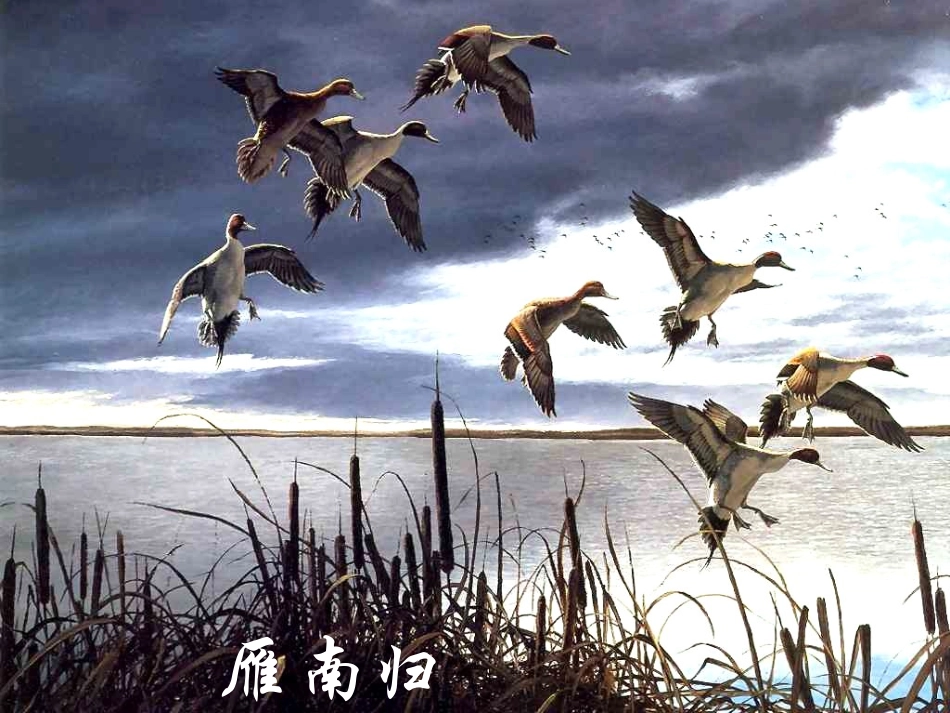 14大雁归来_第2页