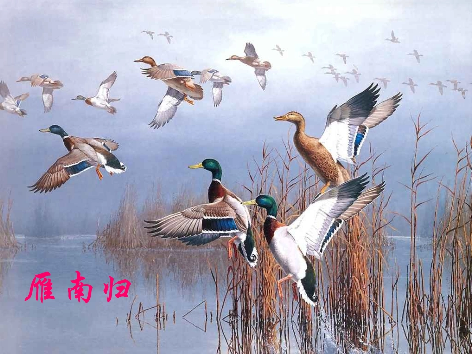 14大雁归来_第3页