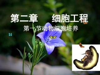 动物细胞培养
