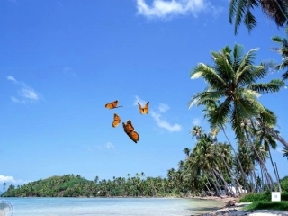 7彩色的翅膀PPT课件[13]