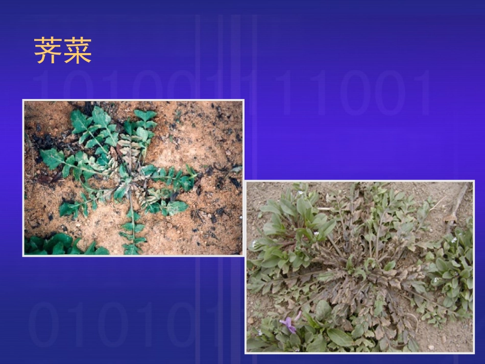 《挖荠菜》课件_第2页