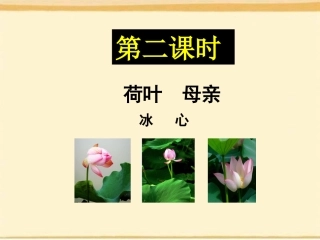 荷叶母亲-课件