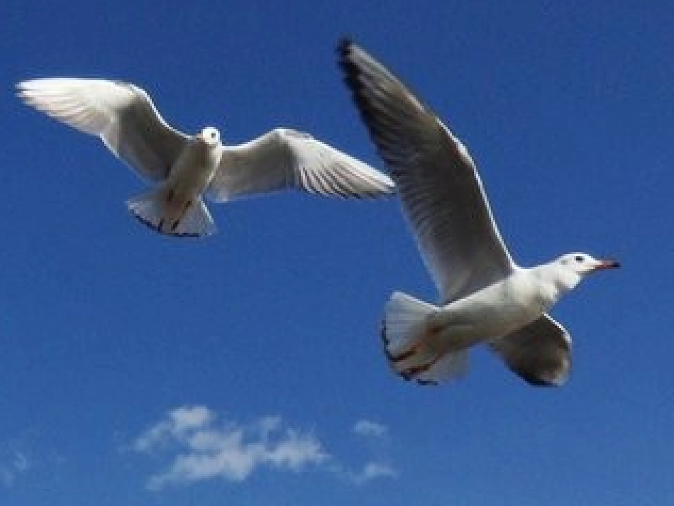 一二〇师田彩萍语言活动设计《从小爱祖国》_第2页