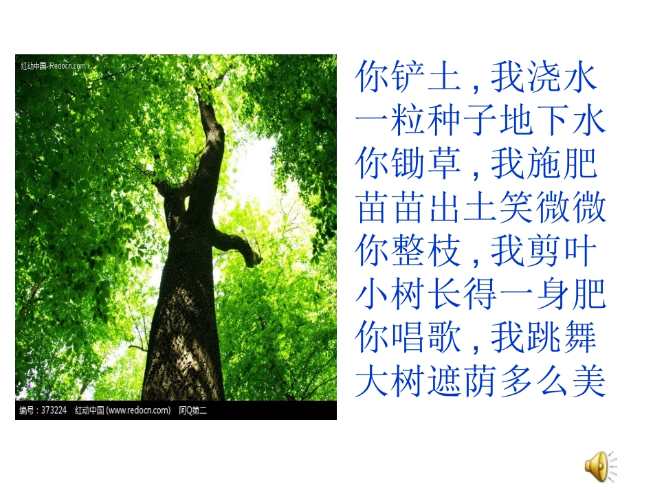 青岛版小学科学四年级下册研究与实践《植树》课件(新)_第2页