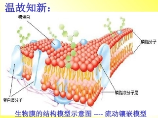 物质跨膜运输的方式