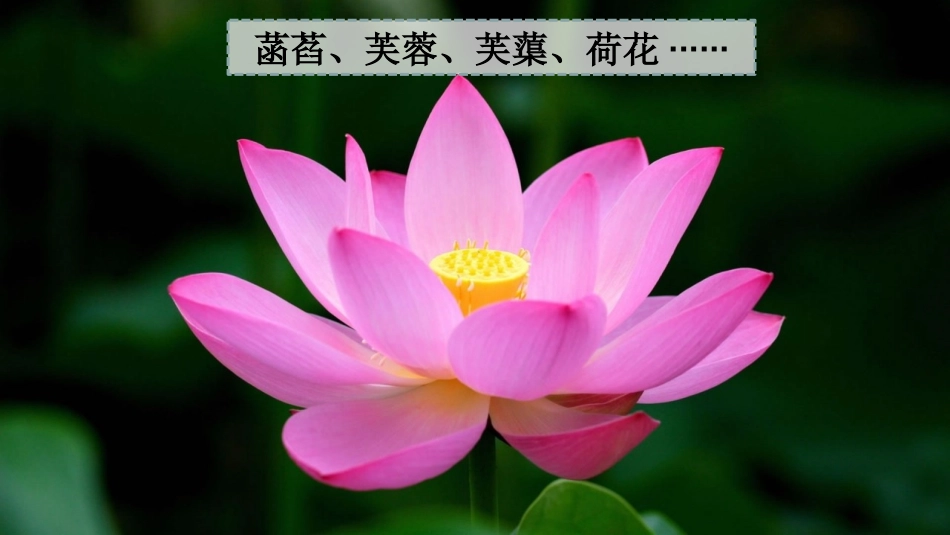 (部编)初中语文人教2011课标版七年级下册《爱莲说》第二课时·课件_第1页