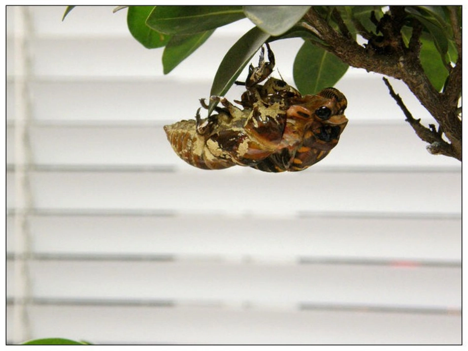 金蝉脱壳全过程_第2页