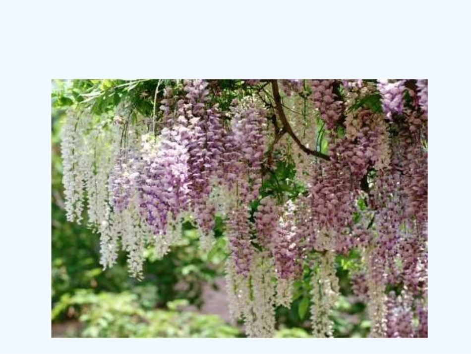 (部编)初中语文人教2011课标版七年级下册第五单元-第17课-紫藤萝瀑布_第2页