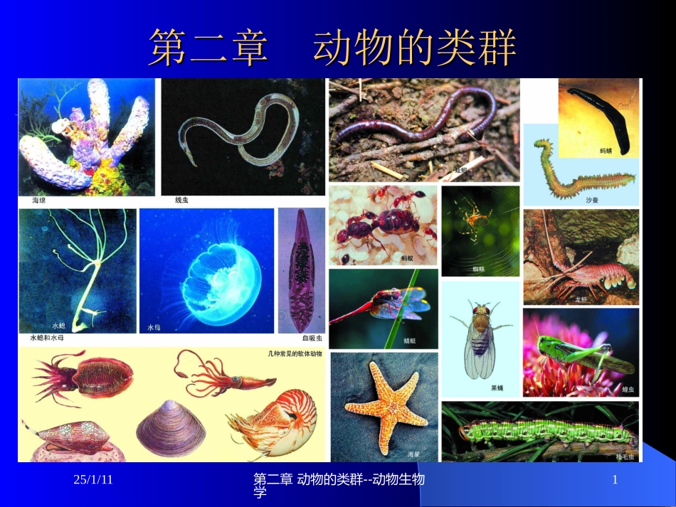2动物的类群1-原生海绵动物_第1页