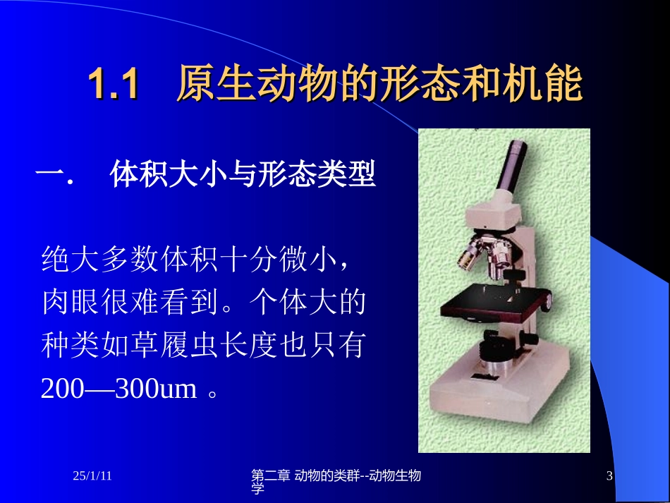 2动物的类群1-原生海绵动物_第3页