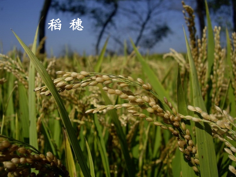 《看浪花》课件_第3页