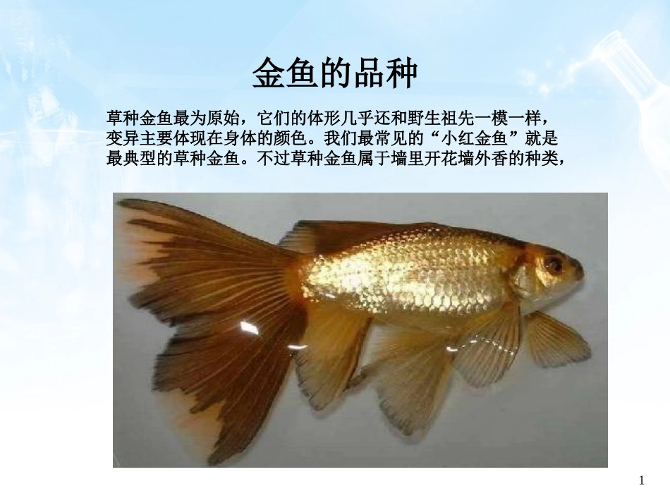 金鱼的品种.5_第1页
