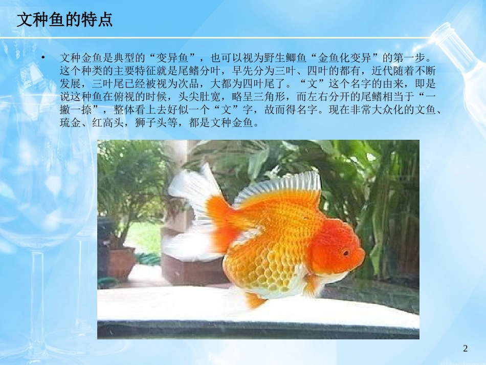 金鱼的品种.5_第2页