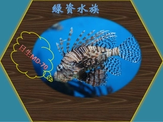 21-日生MD-70水泵-气泵-增氧泵-抽水泵-鱼池泵报价