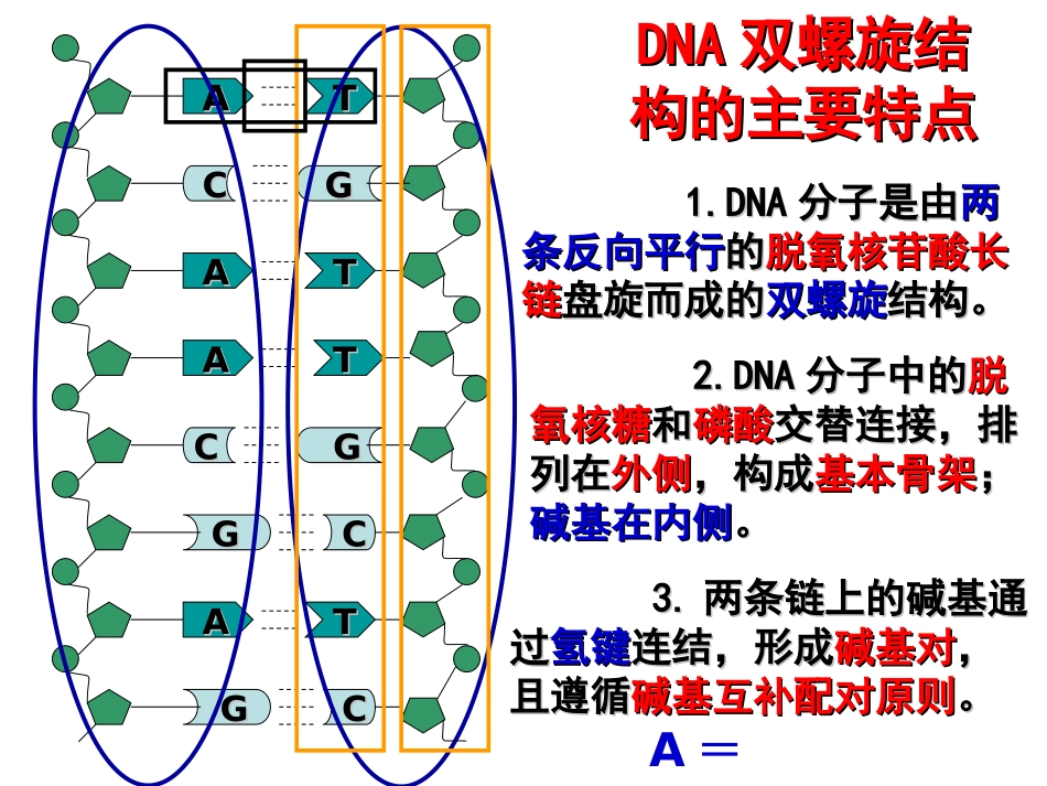 DNA分子的结构计算全部_第3页