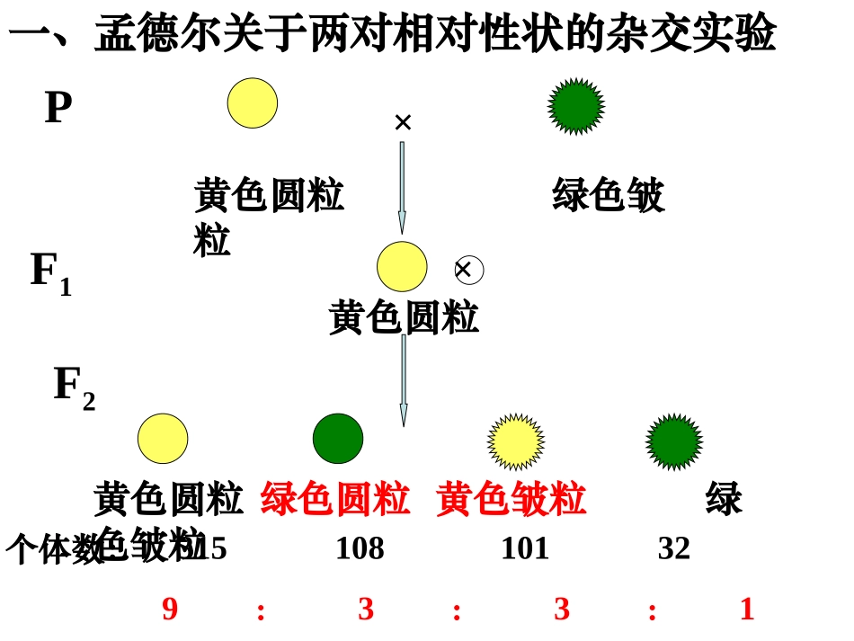 基因的自由组合定律_第3页