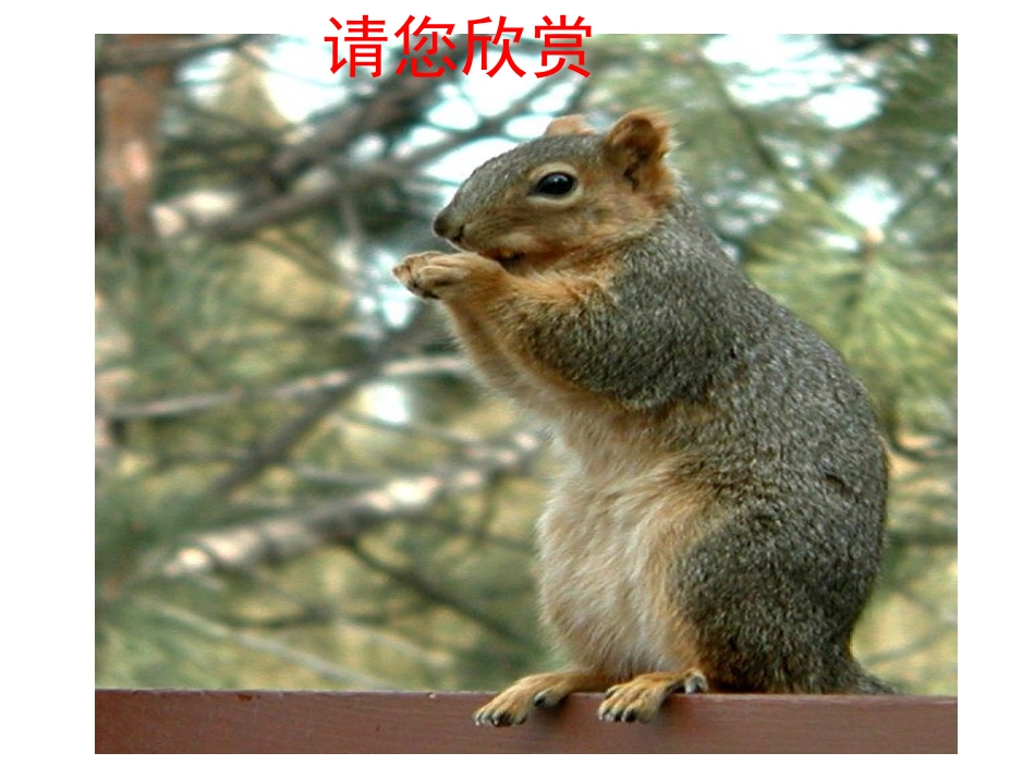 十五课-----松鼠_第2页