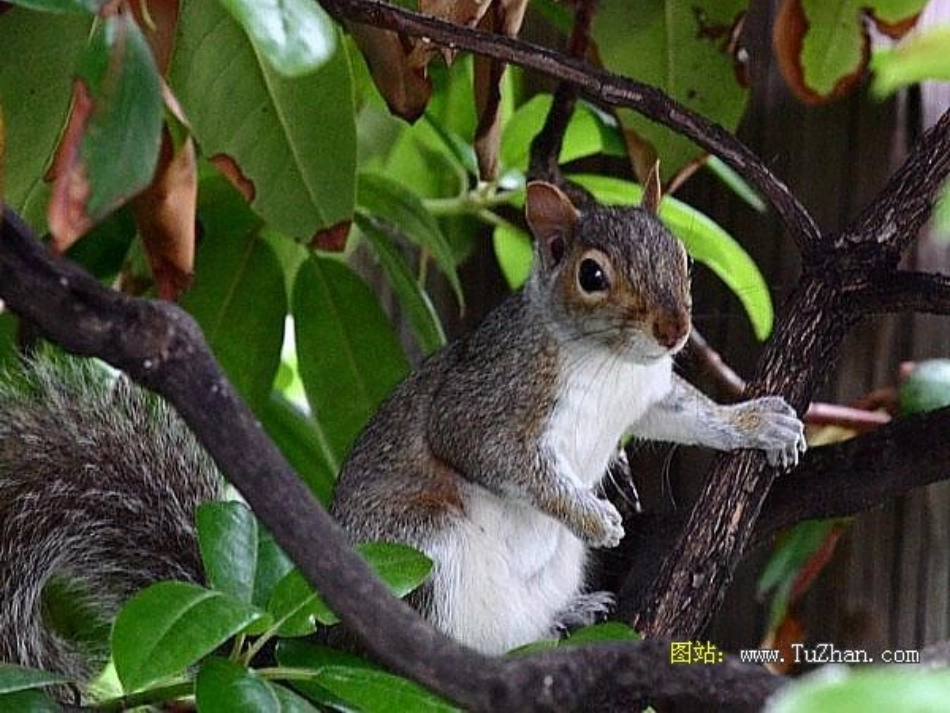 十五课-----松鼠_第3页