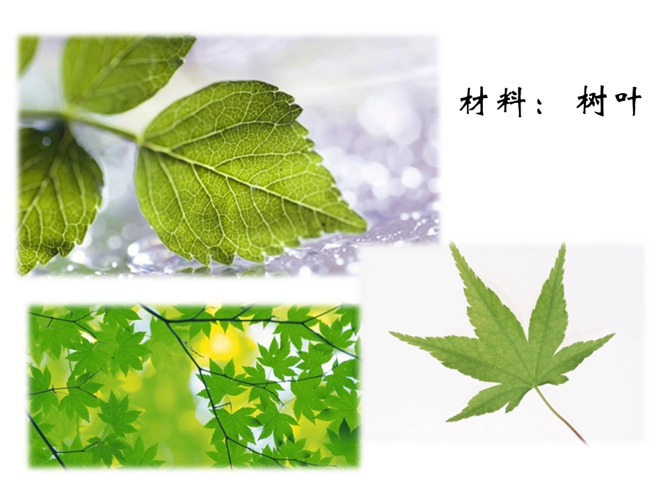 树叶拼贴制作方法_第2页
