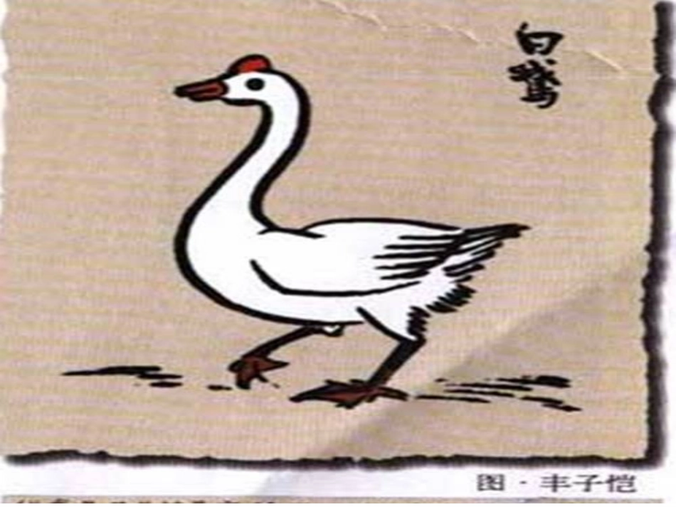 13白鹅ppt自制_第2页