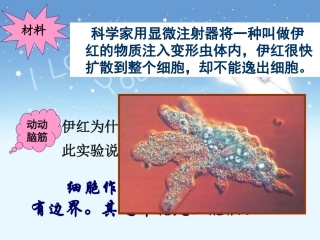 细胞膜——系统的边界