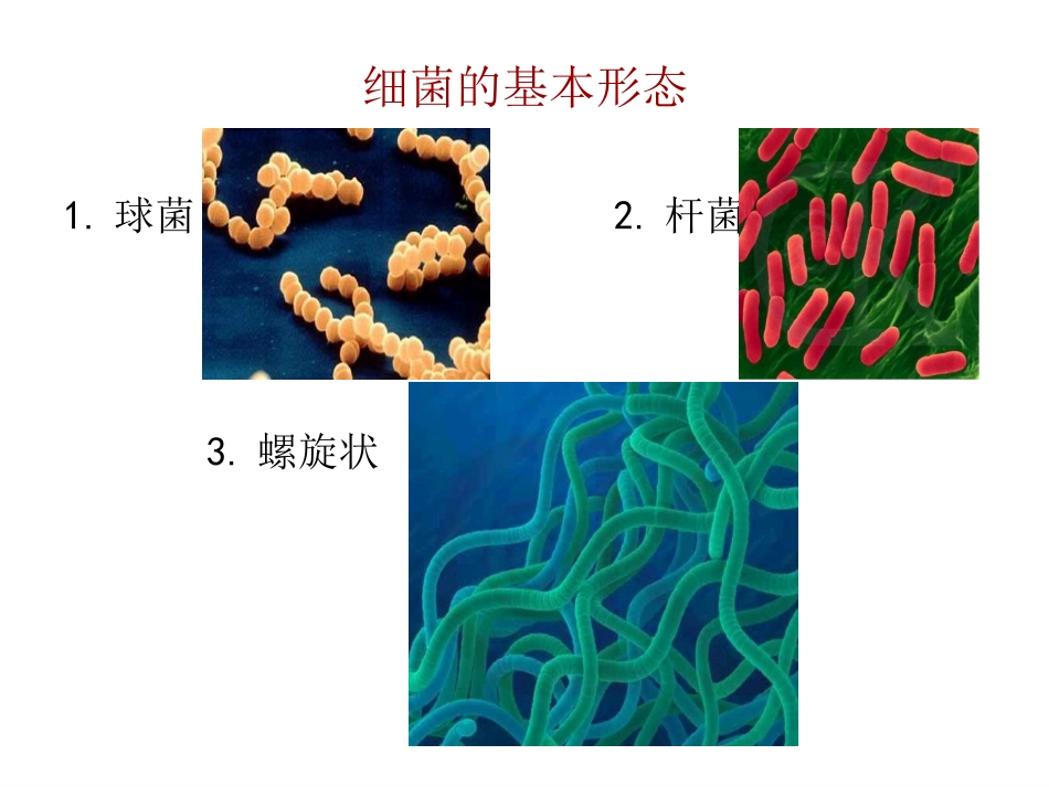 观察细菌的外形_第1页