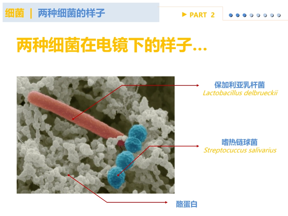 观察细菌的外形_第2页