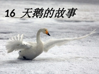 16天鹅的故事第一课时