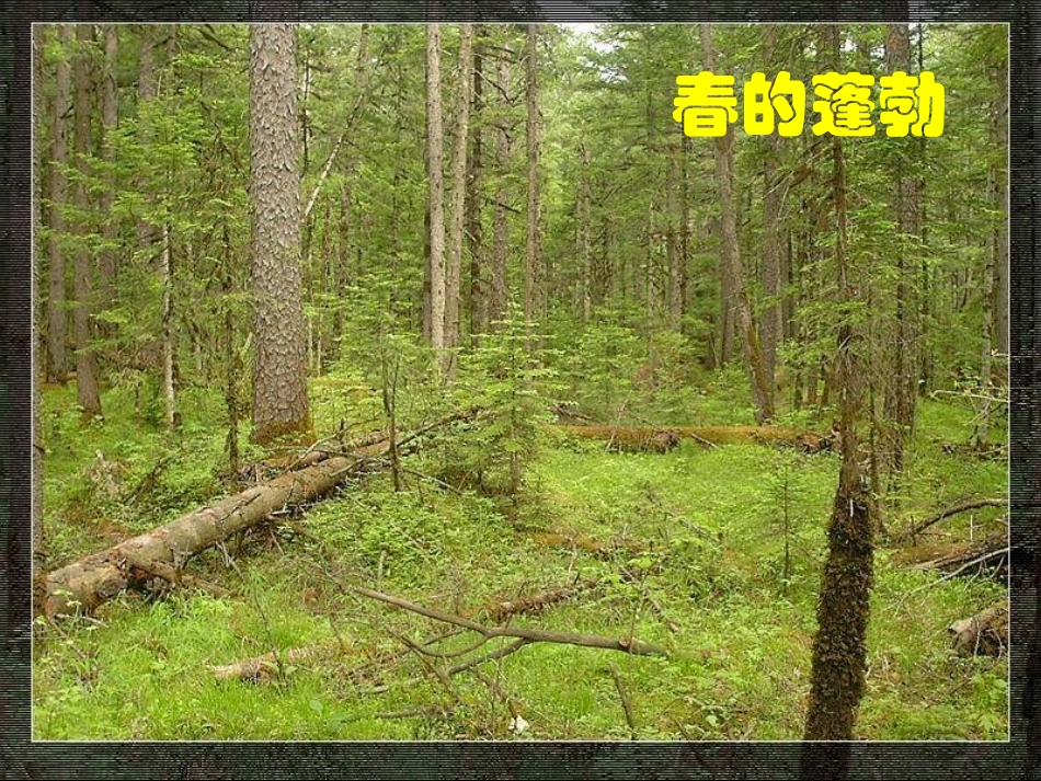 《地下森林断想》课件_第1页