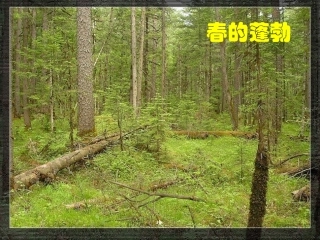《地下森林断想》课件