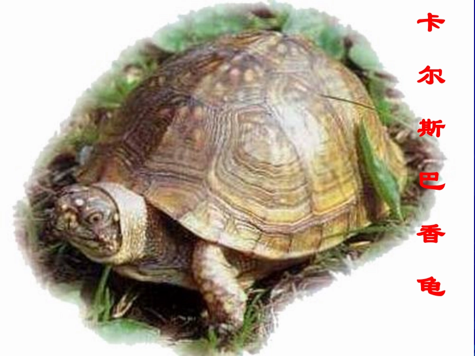 《想飞的乌龟》课堂演示课件_第2页