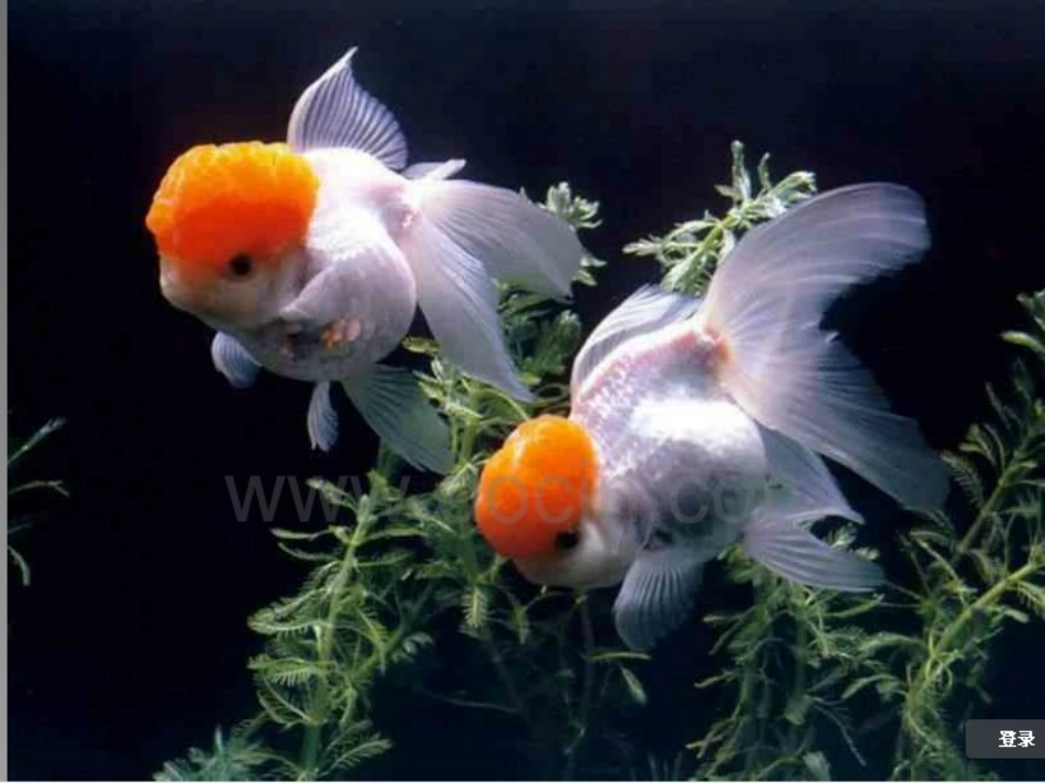 《绿色的金鱼》课件4_第3页