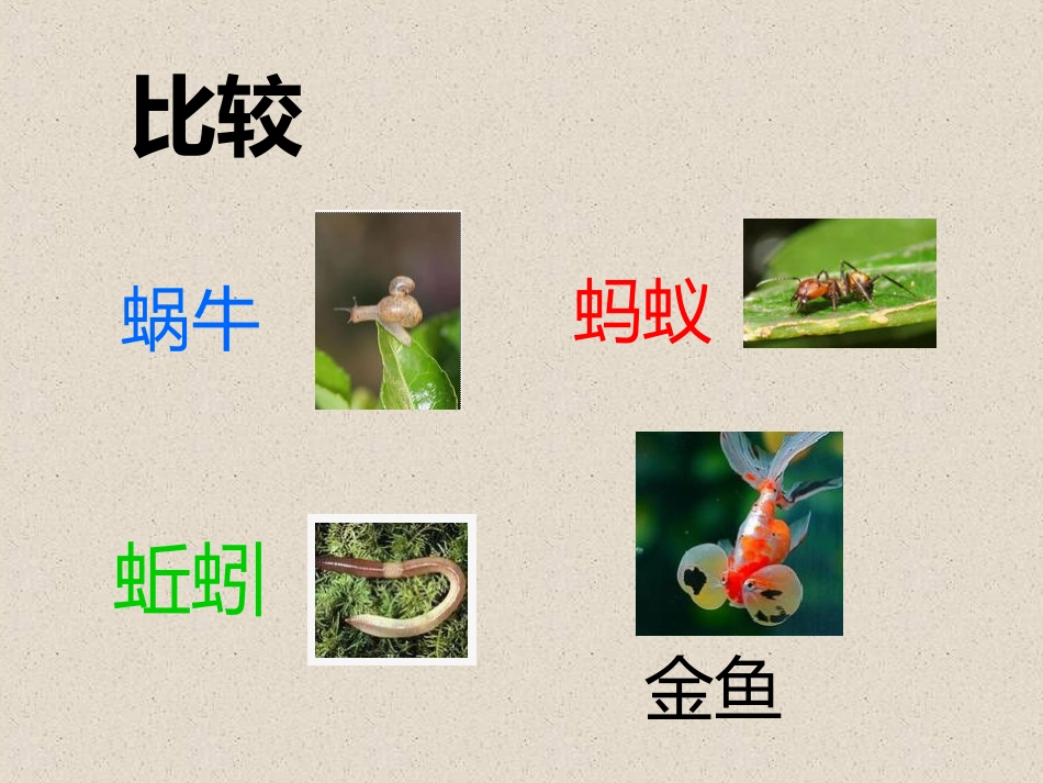 动物的共同特征_第2页