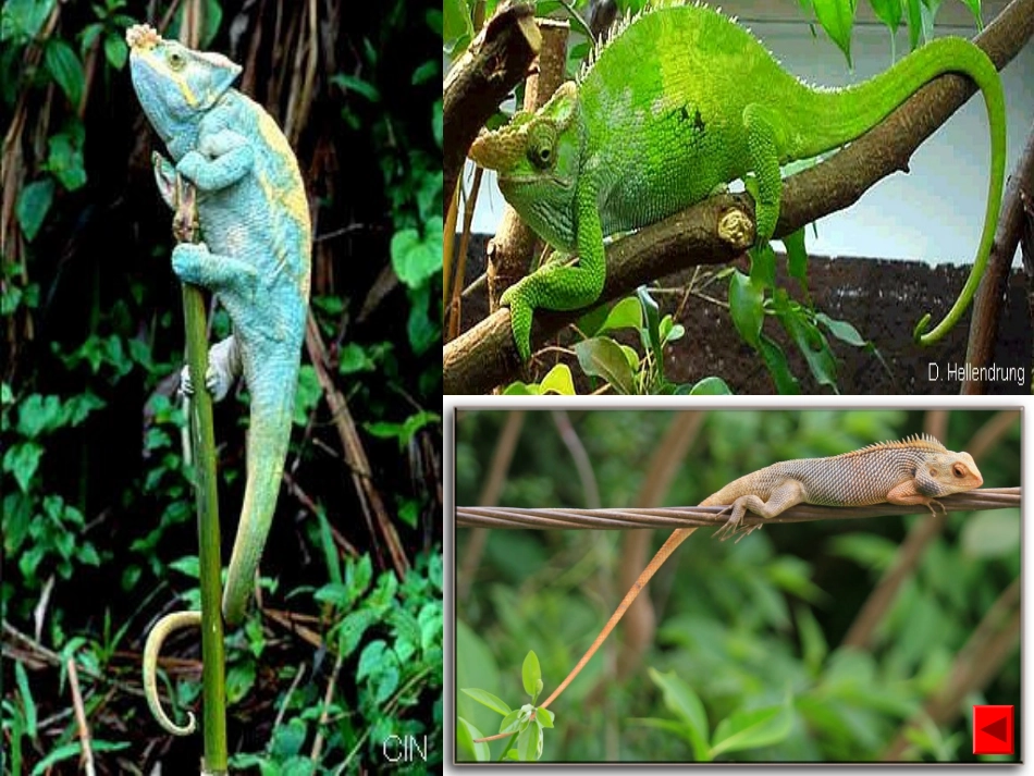 6《变色龙》用_第1页