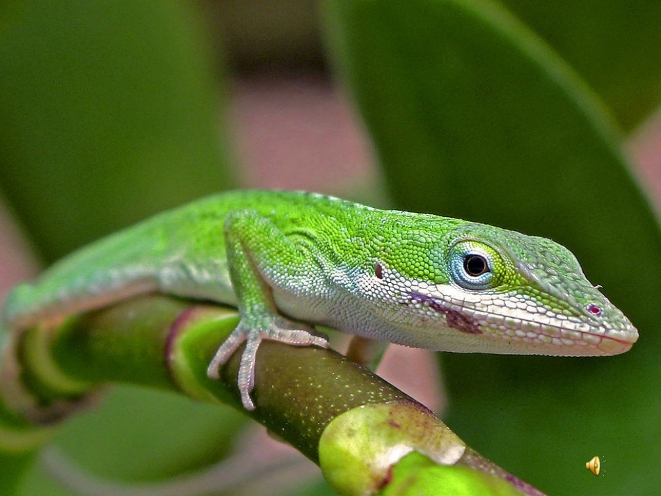 6《变色龙》用_第3页