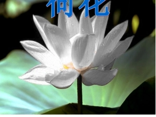 人教版小学三年级语文下册第3课《荷花》PPT课件2