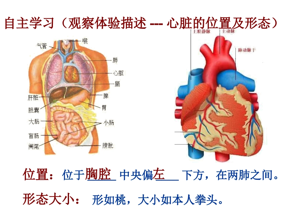 4.431输送血液的泵(心脏)1._第3页
