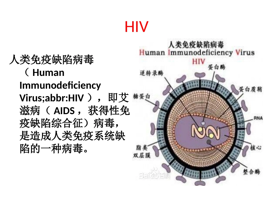 HIV与艾滋病(次稿)——张_第2页