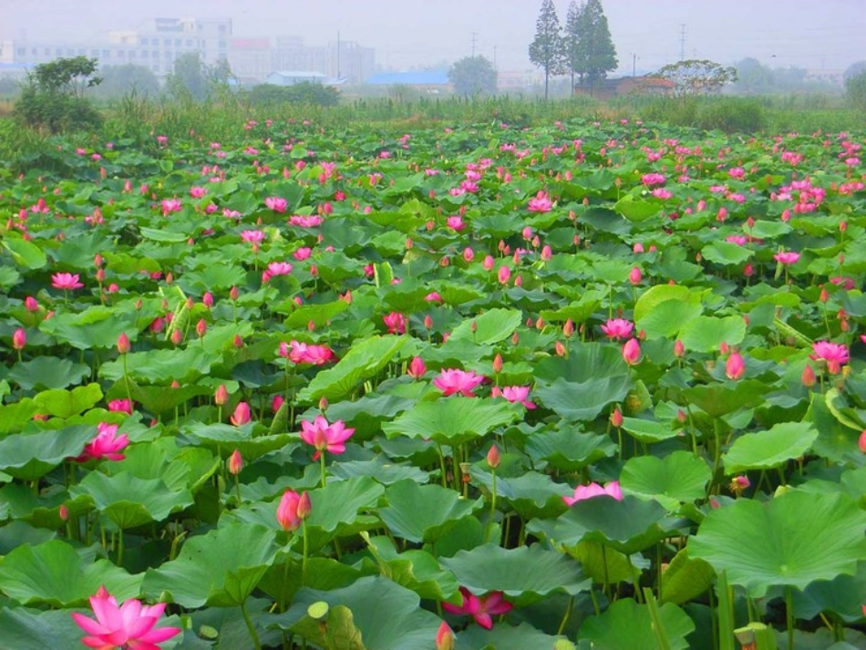 荷叶圆圆导学案_第1页
