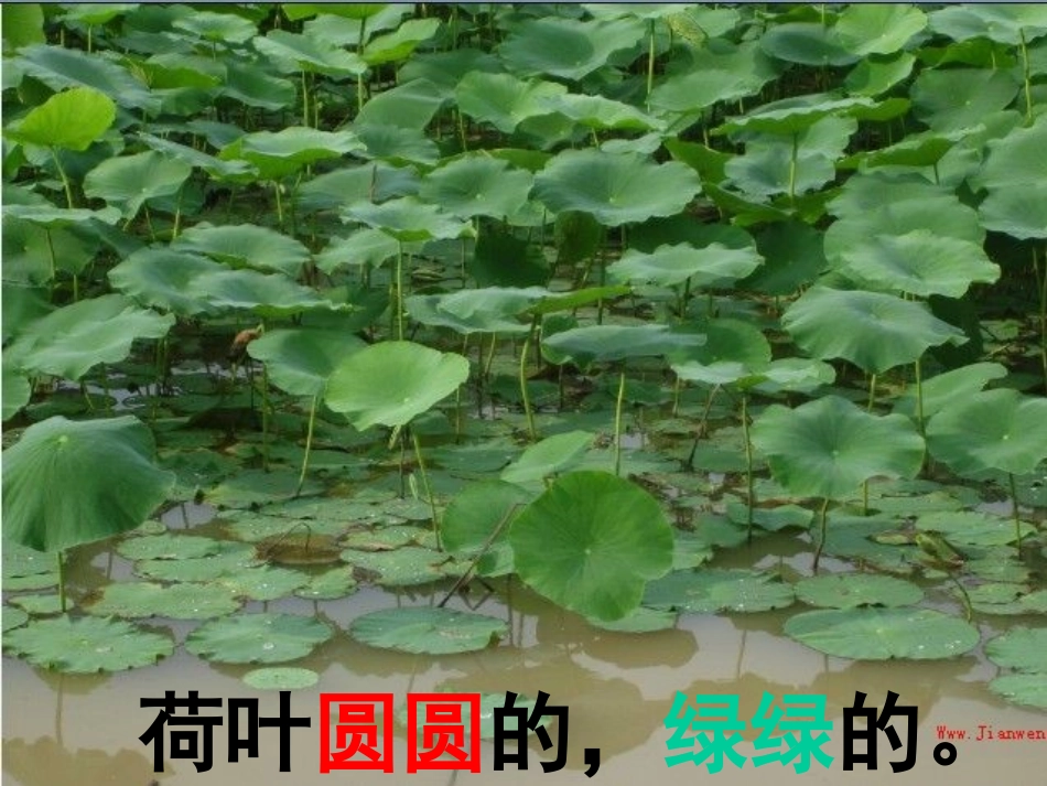 荷叶圆圆导学案_第3页