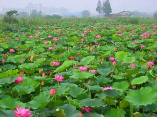 荷叶圆圆导学案