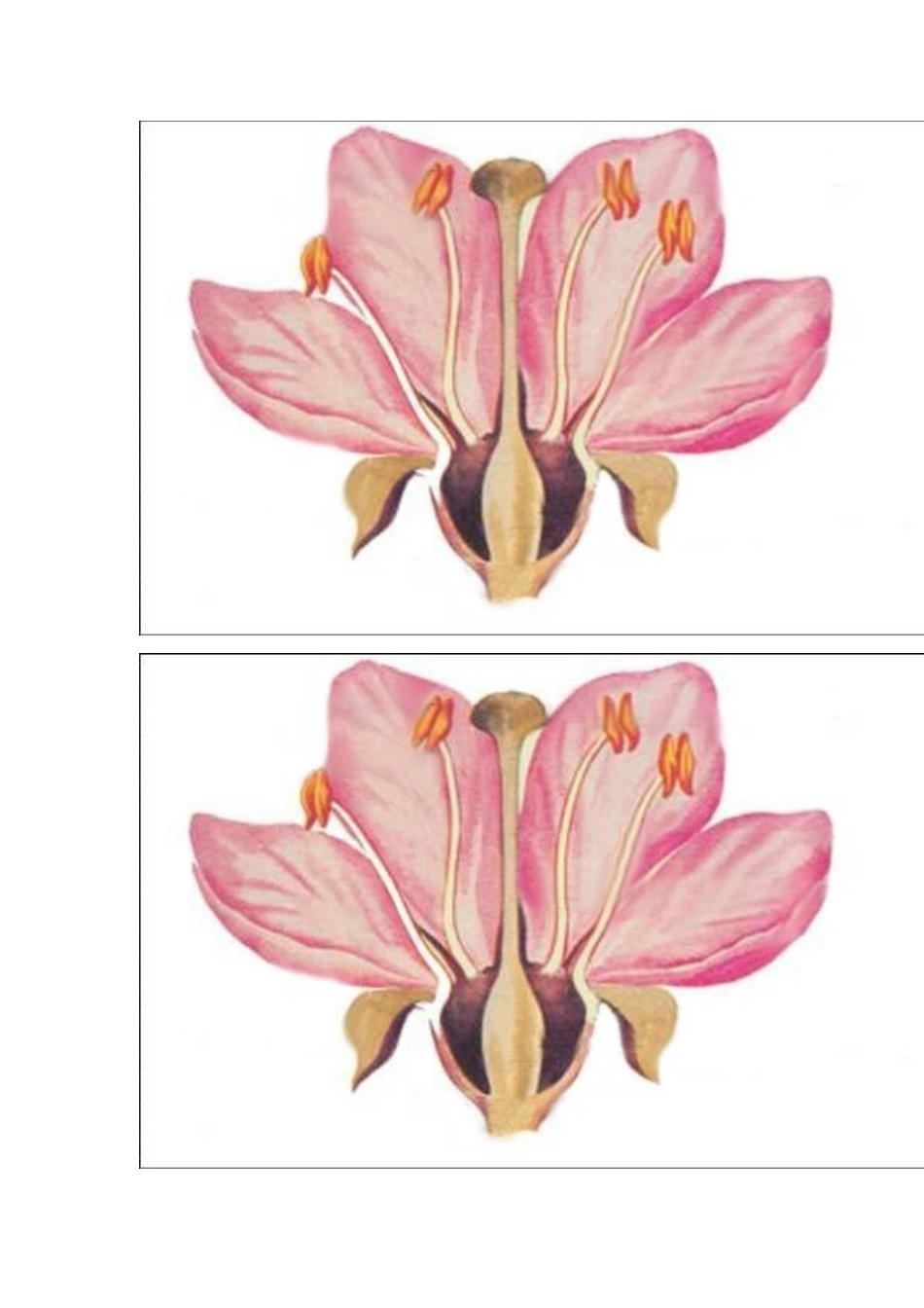 开花和结果导学案_第3页