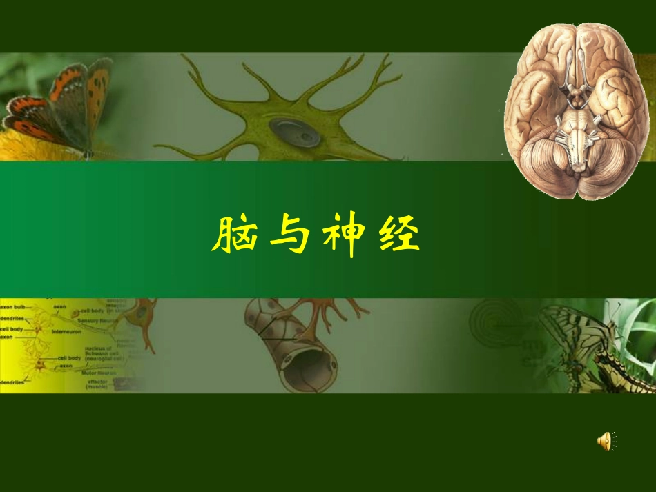 青岛版小学科学五年级下册课件《脑与神经》_第1页