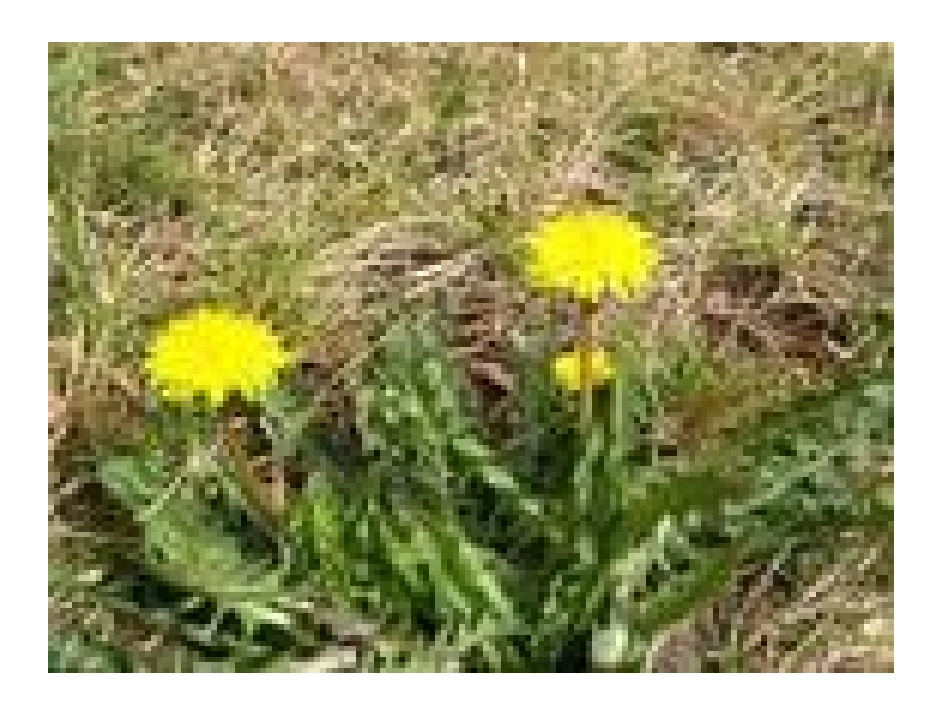 315金色的草地_第2页