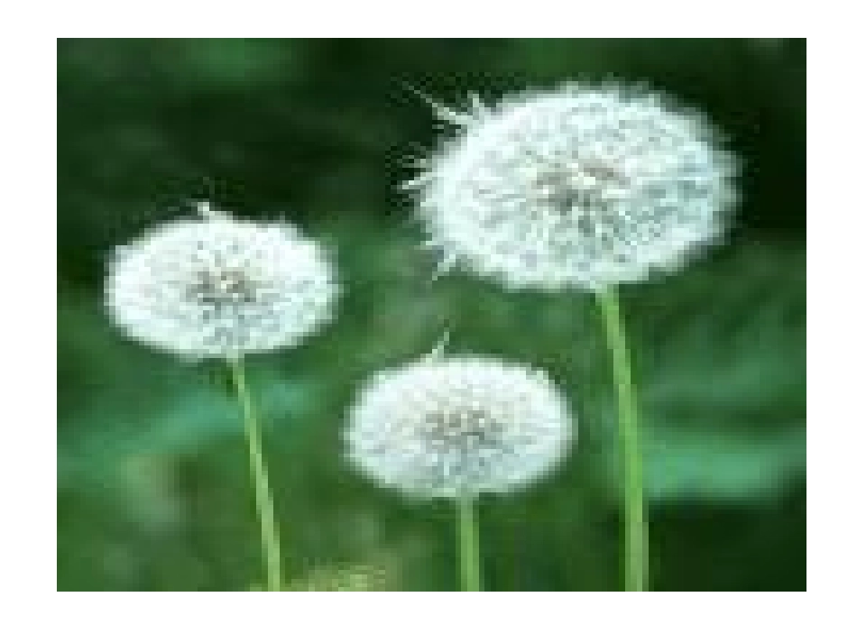 315金色的草地_第3页