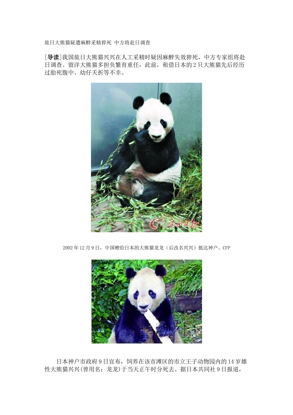 旅日大熊猫疑遭麻醉采精猝死-中方将赴日调查_第1页